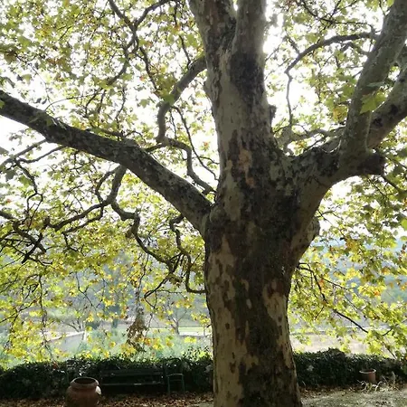 Montejunto - Casa Do Platano