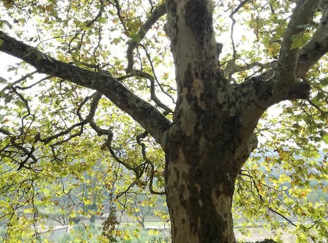 Montejunto - Casa Do Platano